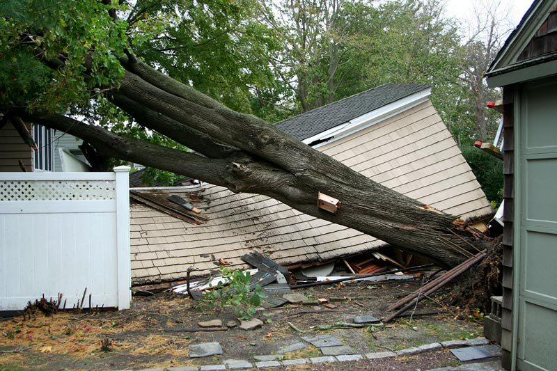 Tree Fell on Building