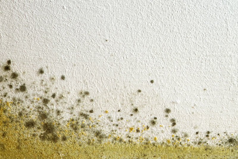Mold Spore on Wall