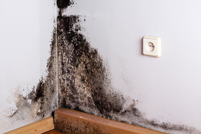 Mold Damage