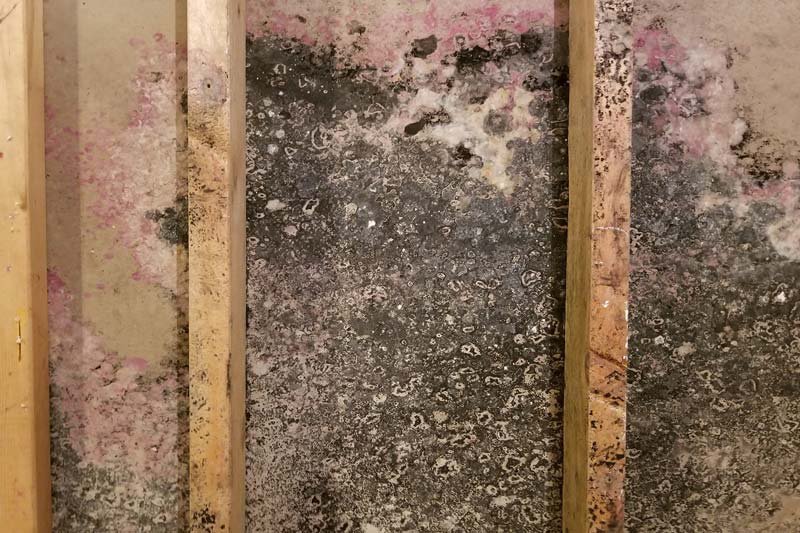 Interior Wall Mold Damage